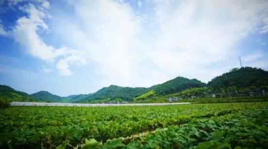 都市農(nóng)夫櫻桃采摘園 【盛夏的果實】清涼北碚鮮果多，都市農(nóng)夫采摘樂（內(nèi)附北碚果蔬采摘地圖）