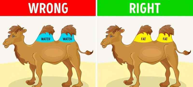 駱駝駝峰里儲存的是什么 你被騙多久了？最新研究：駱駝的駝峰里并不存水，卻儲存了這東西