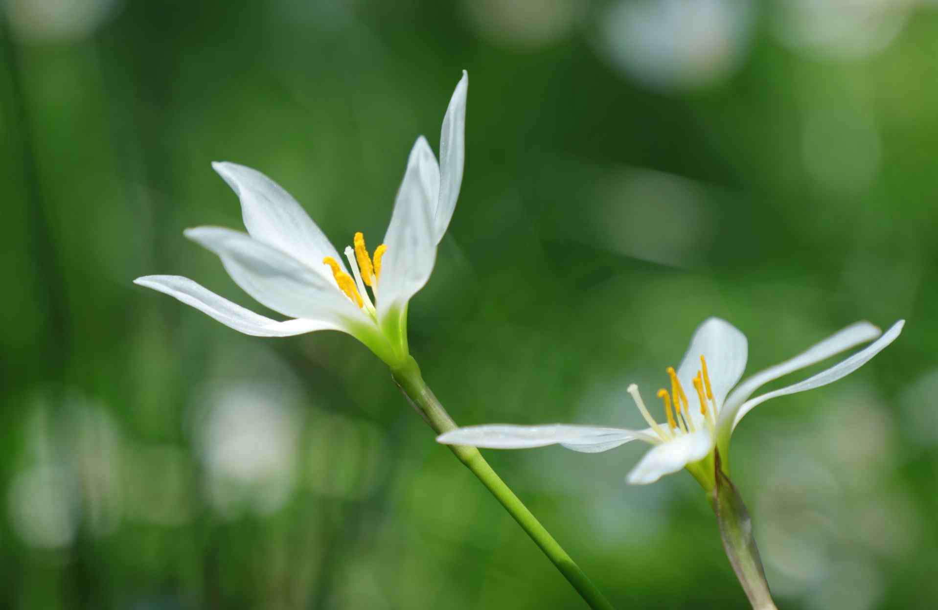 趙一民 如花