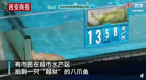 超市八爪魚“越獄”成功身價翻倍 網(wǎng)友：一躍成“貴”族！ 還原事發(fā)經(jīng)過及背后原因！