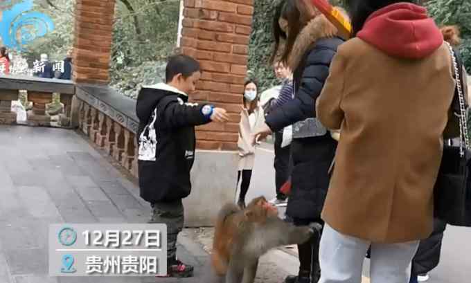 公園獼猴猖狂搶奪游客食物：女子欲上前拍照 “猴哥”伸手就是一巴掌