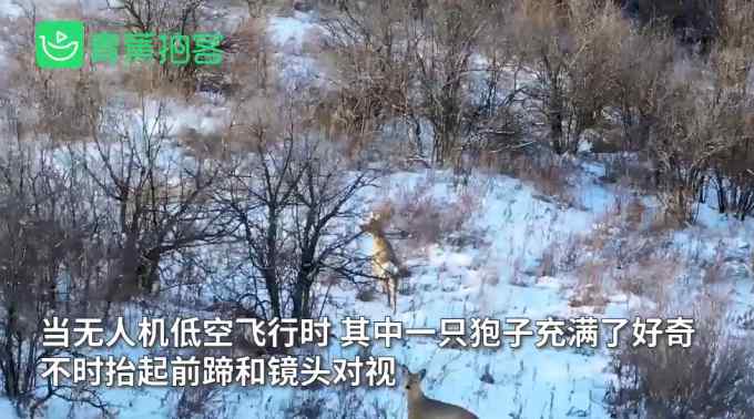 航拍意外捕捉“傻狍子”在雪地撒歡兒 好奇地對著鏡頭打招呼 萌態(tài)十足