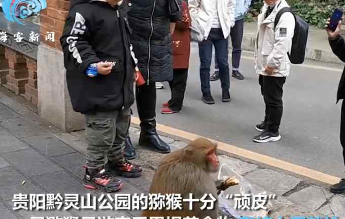 公園獼猴猖狂搶奪游客食物：女子欲上前拍照 “猴哥”伸手就是一巴掌