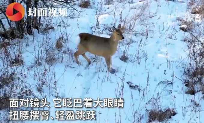 航拍意外捕捉“傻狍子”在雪地撒歡兒 好奇地對著鏡頭打招呼 萌態(tài)十足