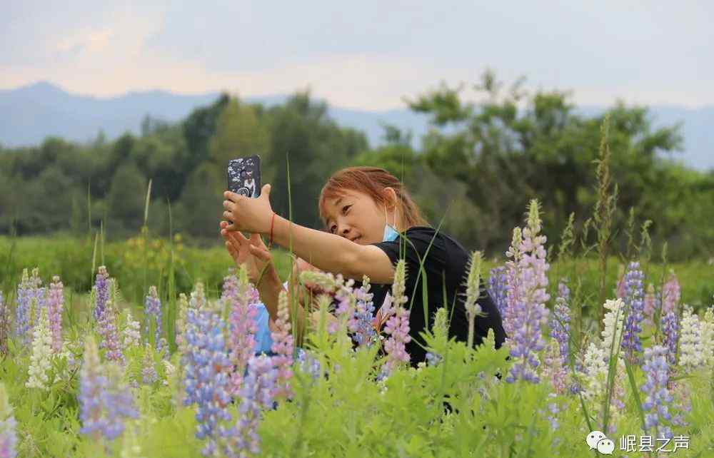 劉曉愛 岷縣這里私藏了一片花海，你確定要錯(cuò)過嗎？