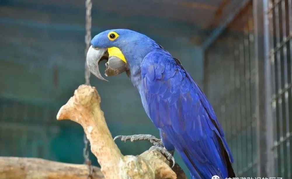 紅尾黑鳳頭鸚鵡 北京市野生動(dòng)物園里面的鸚鵡，看看你能認(rèn)識(shí)幾種鸚鵡？