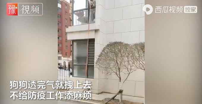 大連隔離居民放長繩在二樓遛狗 狗狗透完氣就拽回：不給防疫工作添麻煩