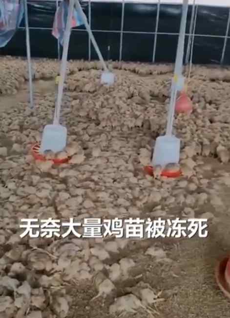 心酸！寒流來襲過半雞苗被凍死 大媽跪地祈禱 兒子：虧損十多萬