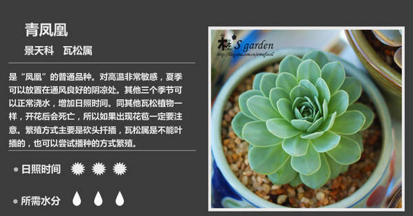 【多肉百科】史上最全多肉植物種類圖文對照表  ！