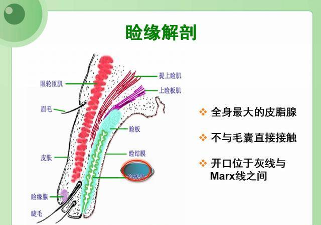 眼瞼緣炎的原因及治療