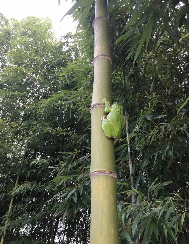 震驚！南昌郊區(qū)驚現(xiàn)野生奧特曼!奧......特......曼......