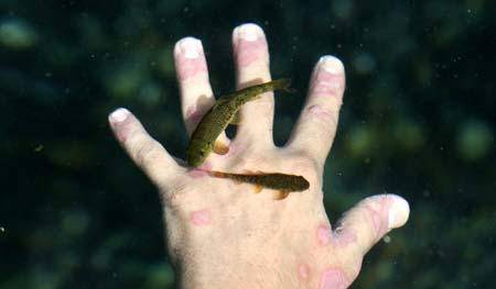 神奇的土耳其溫泉魚，溫泉里的“魚醫(yī)生”