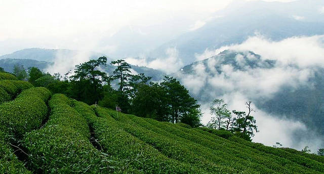 什么是高山茶，高山茶有什么特征？