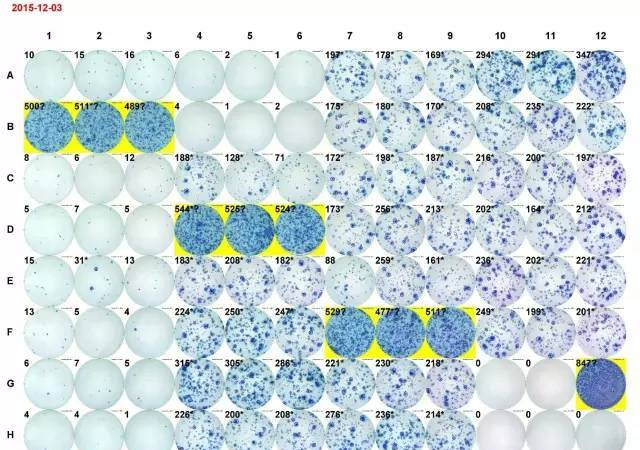 獻給初學者： ELISPOT 操作全攻略