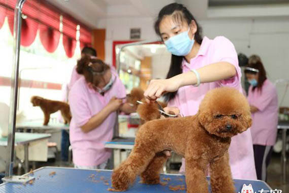 貴賓犬為什么成了讓人討厭的犬種？