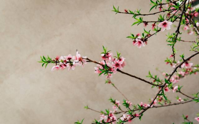 “煙花三月下?lián)P州”，不只是一句詩(shī)詞