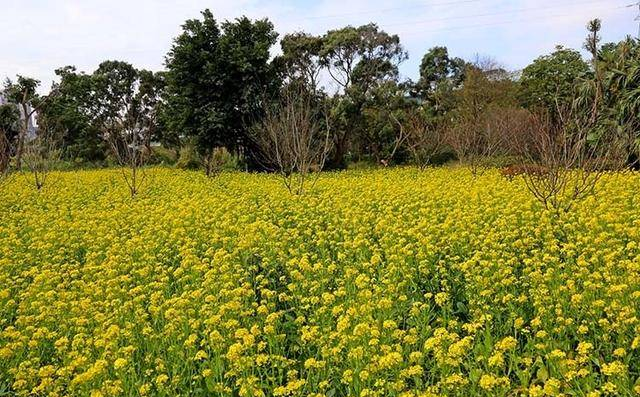 廈門忠侖公園已經(jīng)被你傷的不輕