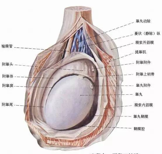 男人的蛋蛋到底有多脆弱？