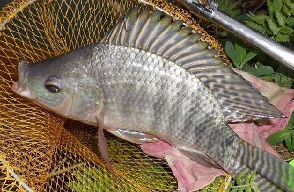 羅非魚好釣適合新手入門，談?wù)勧灹_非的餌料和釣法