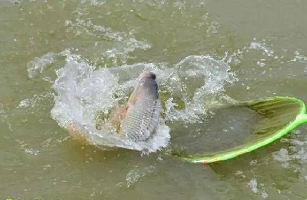 羅非魚好釣適合新手入門，談?wù)勧灹_非的餌料和釣法