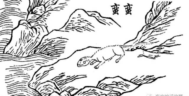 《山海經(jīng)》奇鳥(niǎo)異獸之——白虎、白狼、白雉、白翟