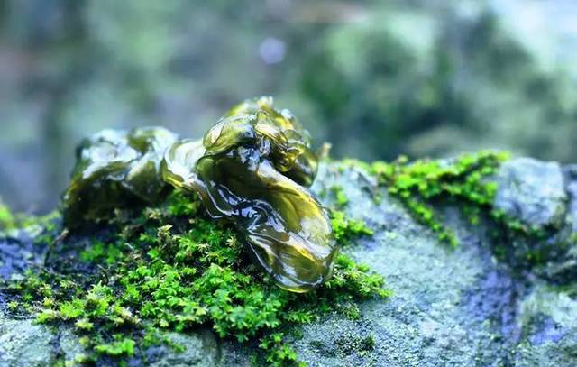 雨后的地皮菇,東至這個(gè)季節(jié)不可錯(cuò)過(guò)的味道