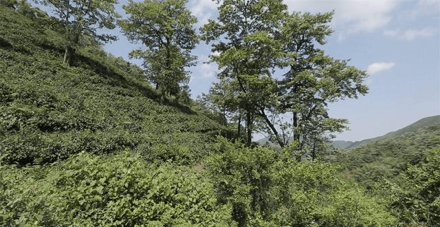 顧渚紫筍，外人以為是菜名，內(nèi)行說它是茶中極品