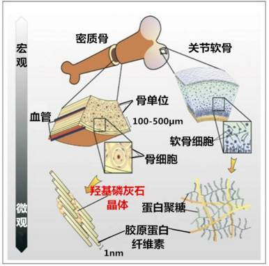 粉體界的骨科醫(yī)生：納米羥基磷灰石