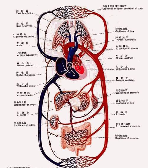 人體循環(huán)系統(tǒng)示意圖