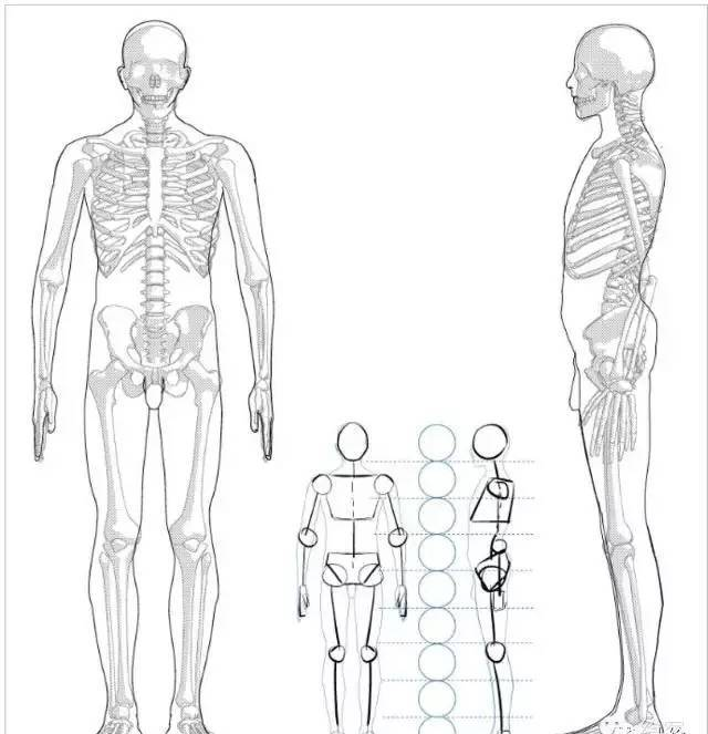 男性的人體結(jié)構(gòu)，其實你可以這理解！