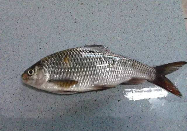 溪流中的精靈“多鱗白甲魚”勾引著無數(shù)釣魚人的魂