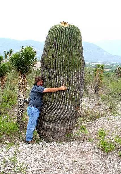 【植識】仙人球最常見的品種，你能認識幾個？