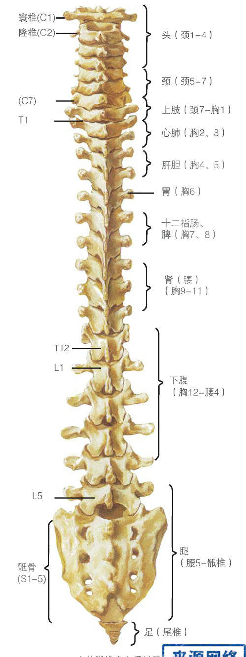 脊柱問題可導致哪些疾病?