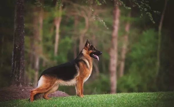 傳說中的“賽級犬” 究竟有多牛？