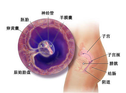 懷孕兩個月胎兒圖（b超圖）