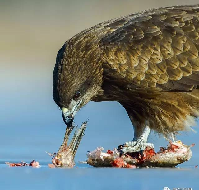 野生世界 | 黑耳鳶——喜食腐的鷹