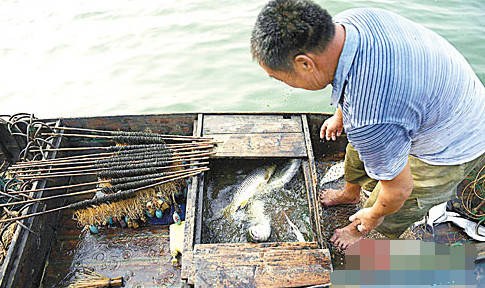 傳統(tǒng)滾鉤晚上放鉤白天收魚，這樣不用幾年就無(wú)魚可釣