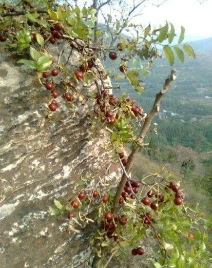 難忘家鄉(xiāng)的野酸棗