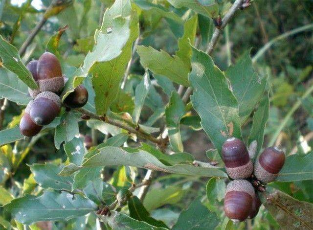 來自深山的饋贈(zèng)——天然野生橡子粉