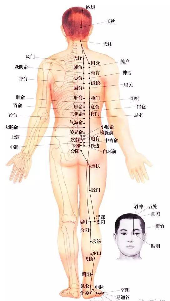 為什么經(jīng)絡(luò)不通，要先調(diào)膀胱經(jīng)？