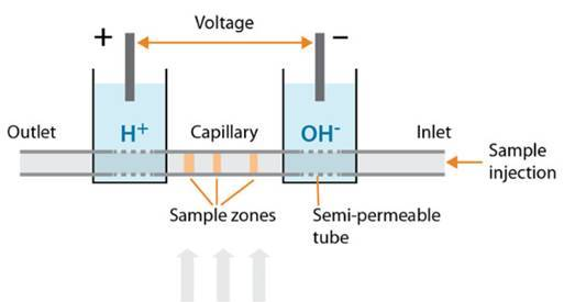 毛細管電泳技術的簡介及其應用