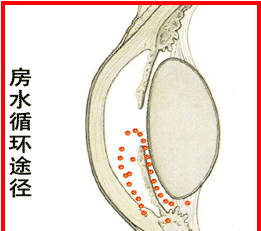 藥理學(xué)丨作用于乙酰膽堿受體藥物