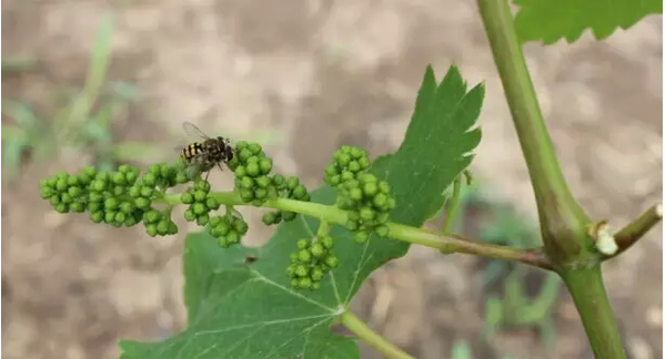 什么是有機水果