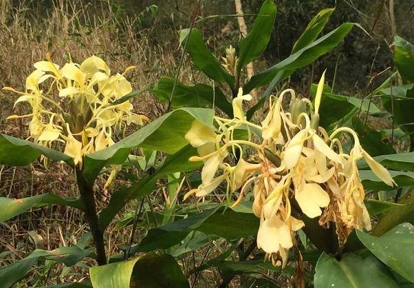 人間佛花——黃姜花的栽培技術(shù)