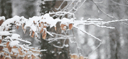 聽(tīng)雪--美文欣賞