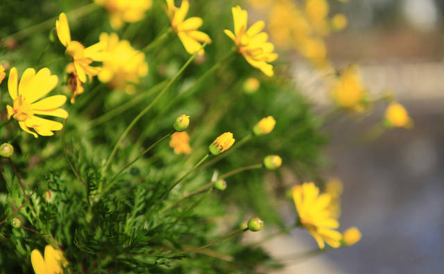 鮮花、干花、永生花，香皂花與仿真花，到底送什么花好呢？今天終于弄明白了