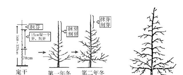 櫻桃樹栽培技術(shù) 常用修剪方法