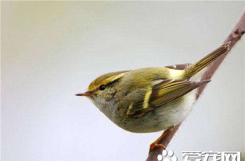 黃眉柳鶯和黃腰柳鶯的區(qū)別