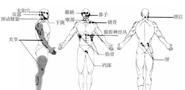 人體幾大要害部位