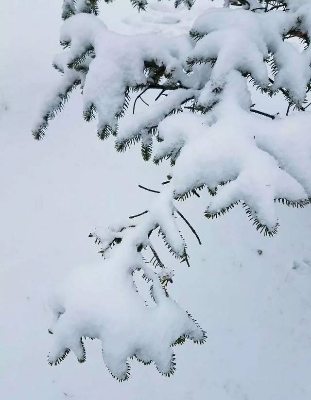 2008年的那一場雪災(zāi)，時隔十年了，你還記得嗎?